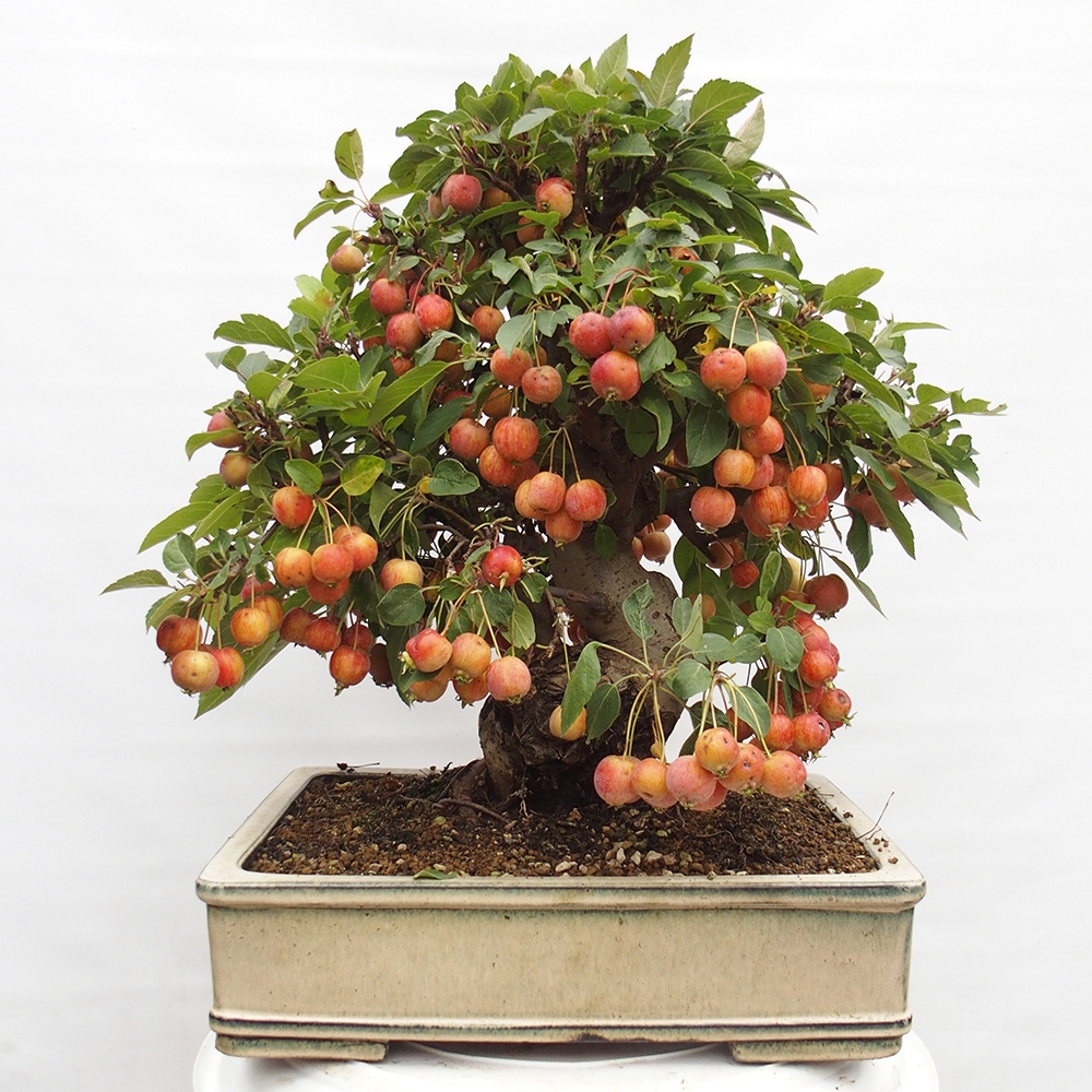 Outdoor bonsai - Malus halliana - Small-fruited apple tree