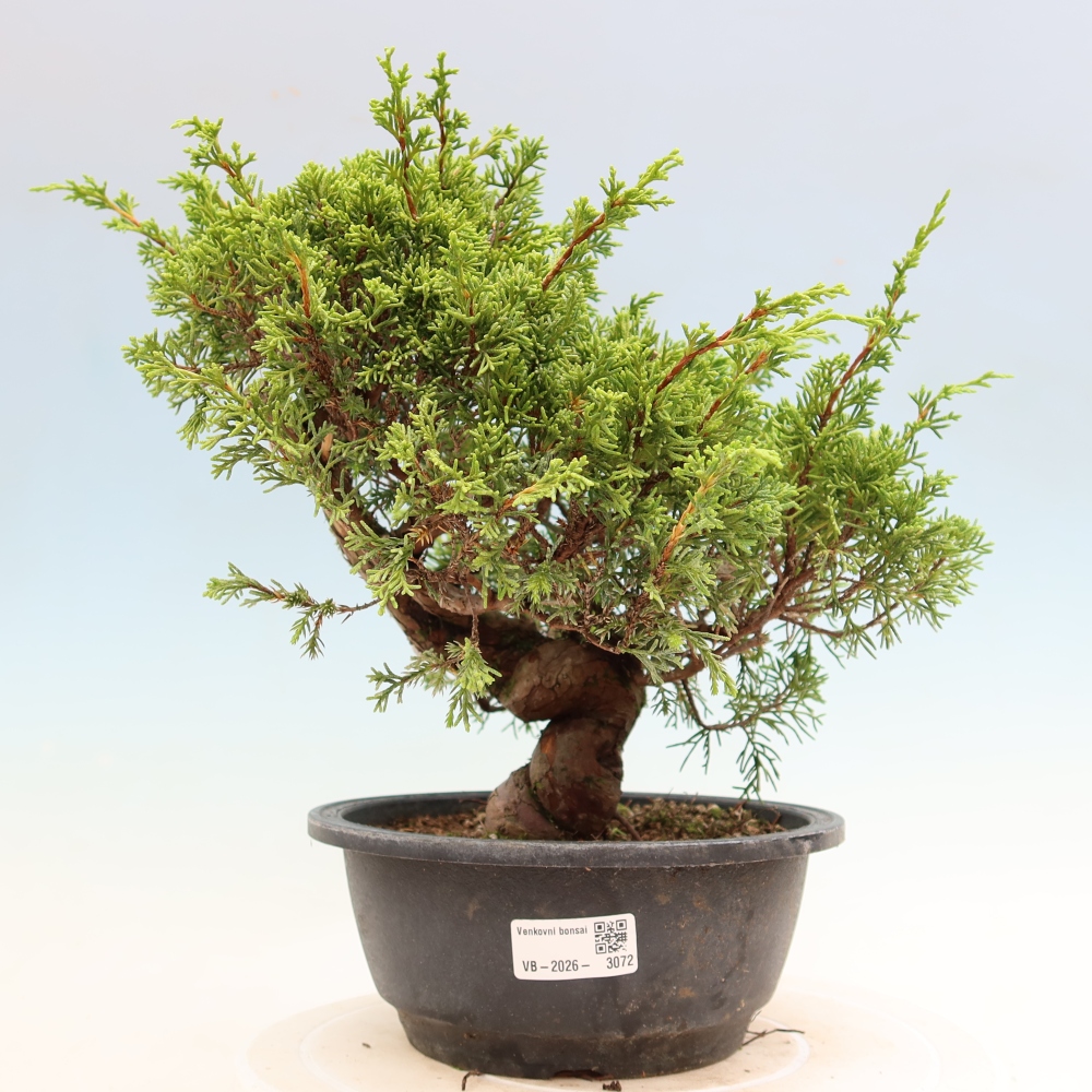 Outdoor Bonsai - Juniperus chinensis Itoigawa - Chinese Juniper