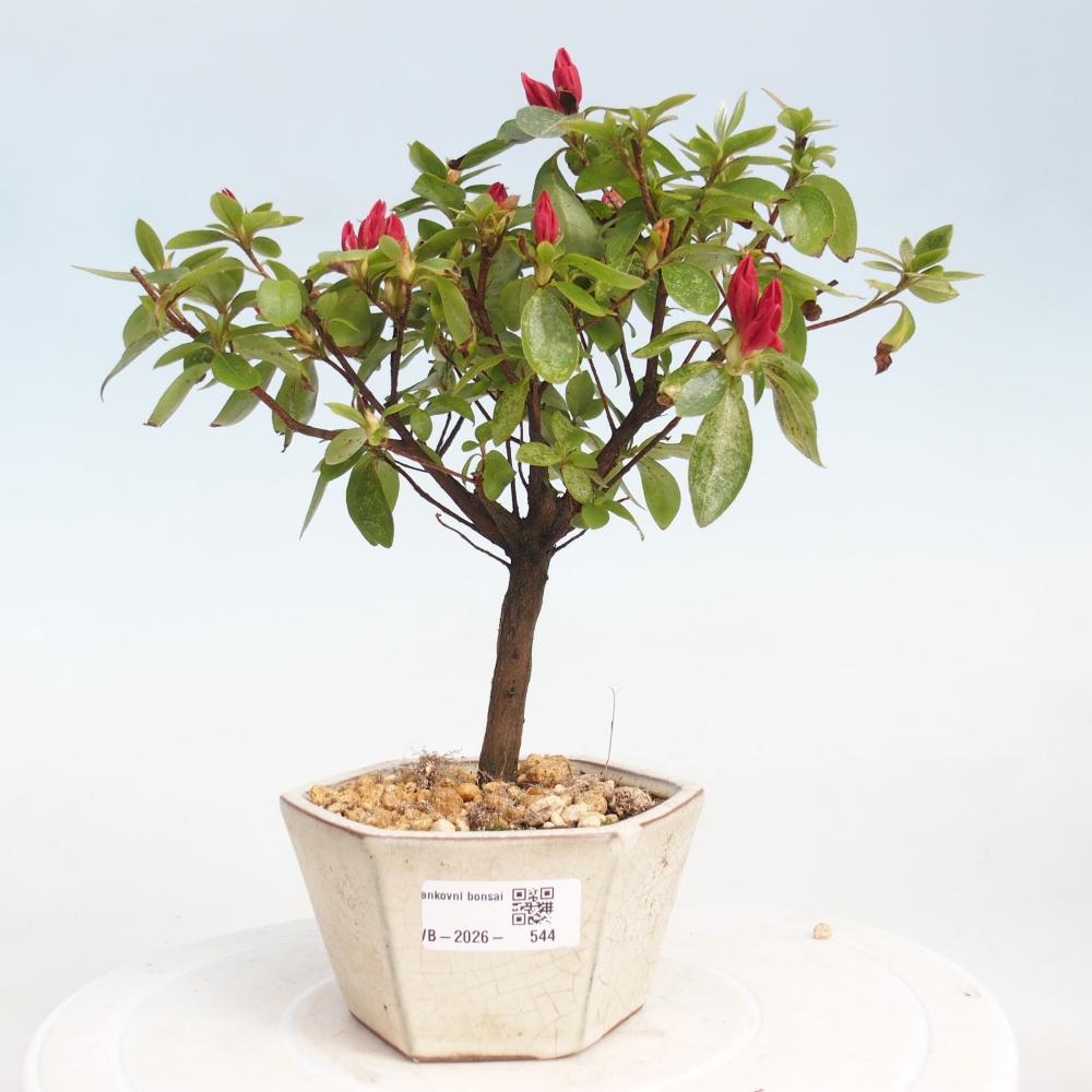 Outdoor bonsai - Japanese azalea - Azalea sp.