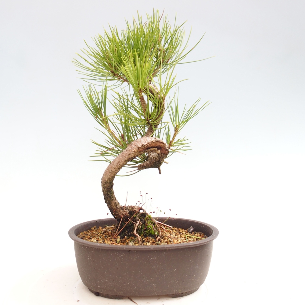 Outdoor bonsai - Pinus thunbergii - Thunbergia pine