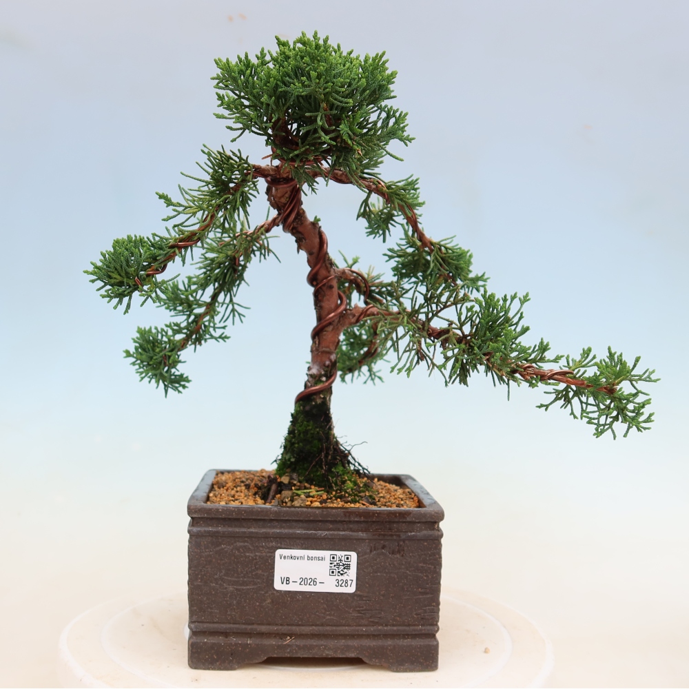 Outdoor bonsai - Juniperus chinensis Kishu