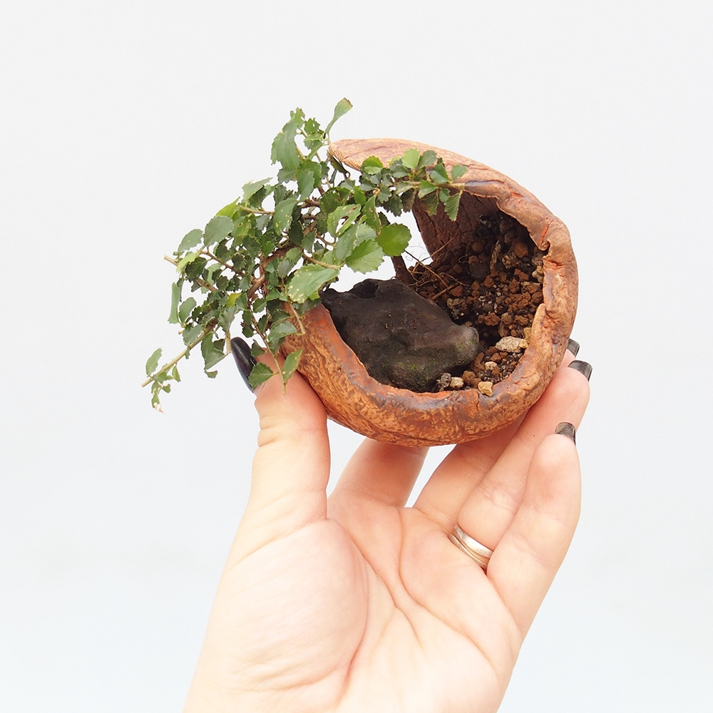 Room bonsai - Grewia sp. - Grewia malafolia