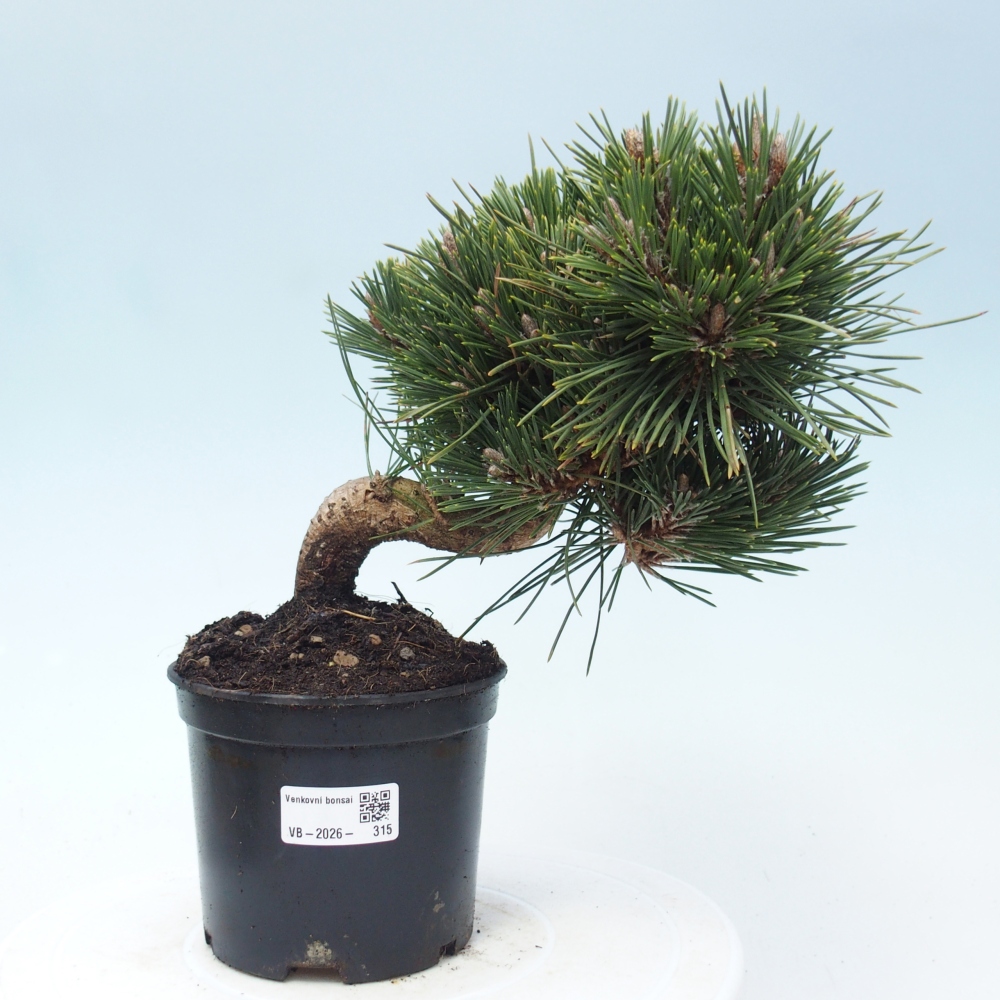 Outdoor bonsai - Pinus thunbergii senjyumaru - Thunberg pine
