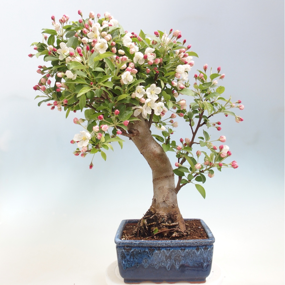 Outdoor bonsai -Malus halliana - Small-fruited apple tree