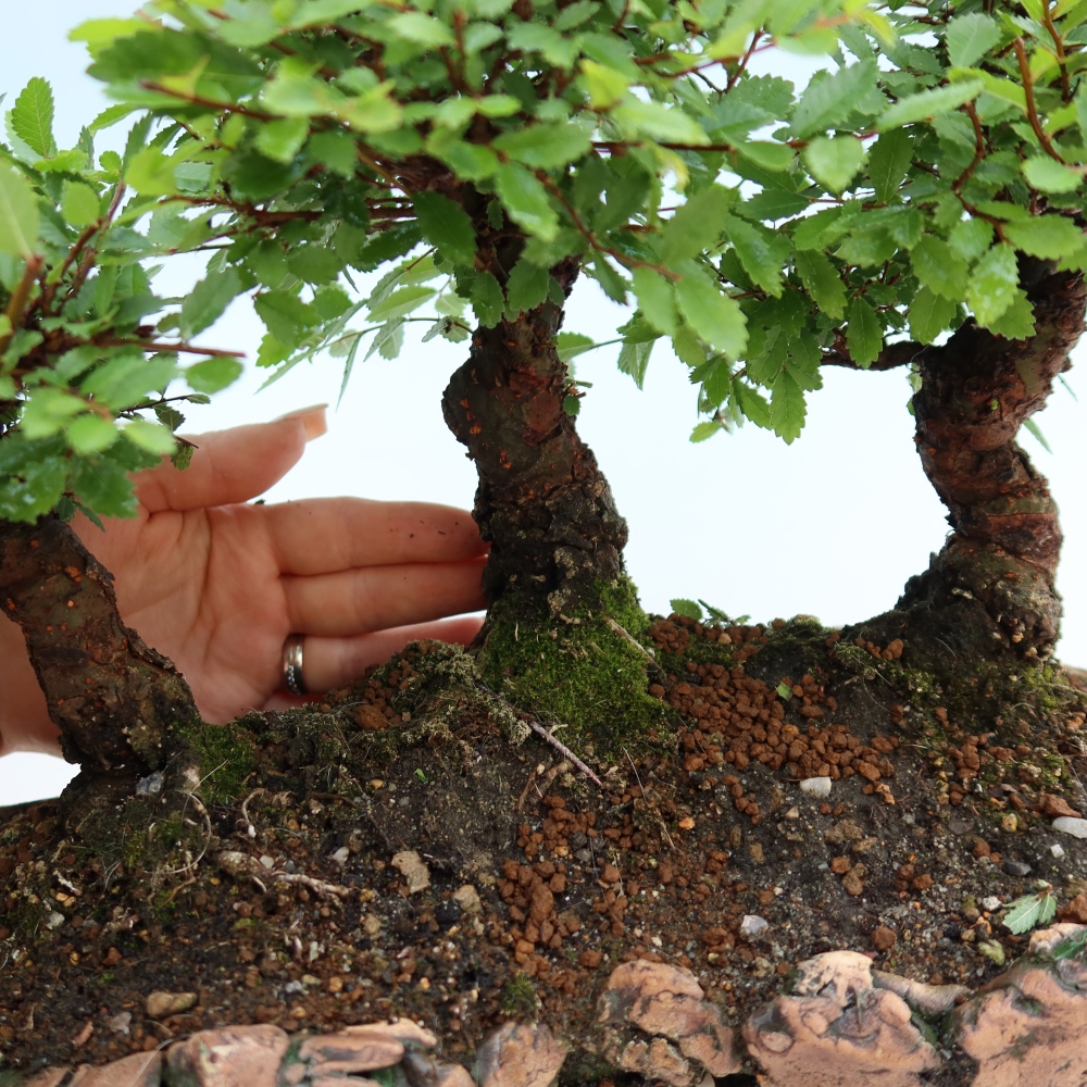 Outdoor Bonsai - Zelkova - Zelkova NIRE - Grove