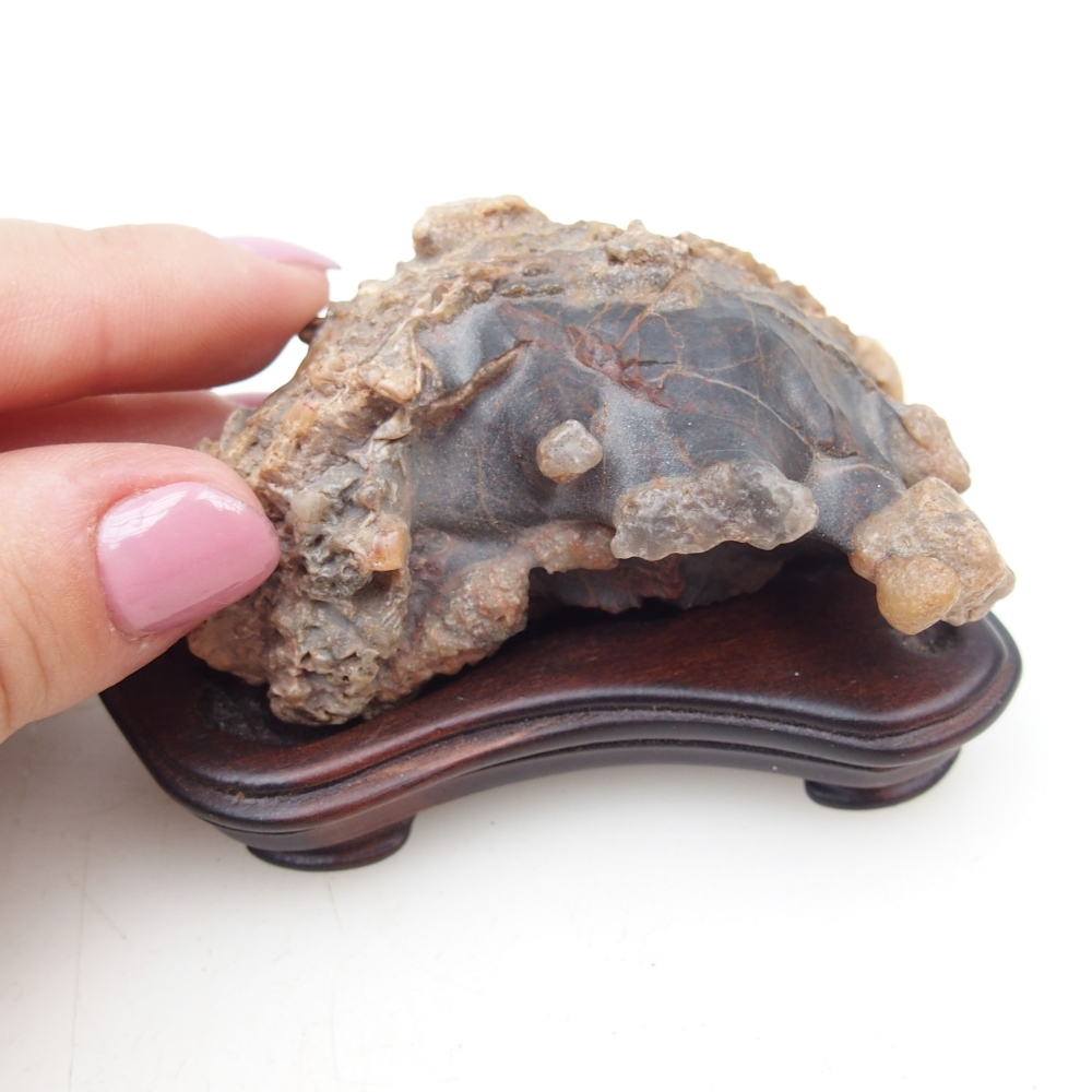 Suiseki - Stone with DAI (wooden pad)