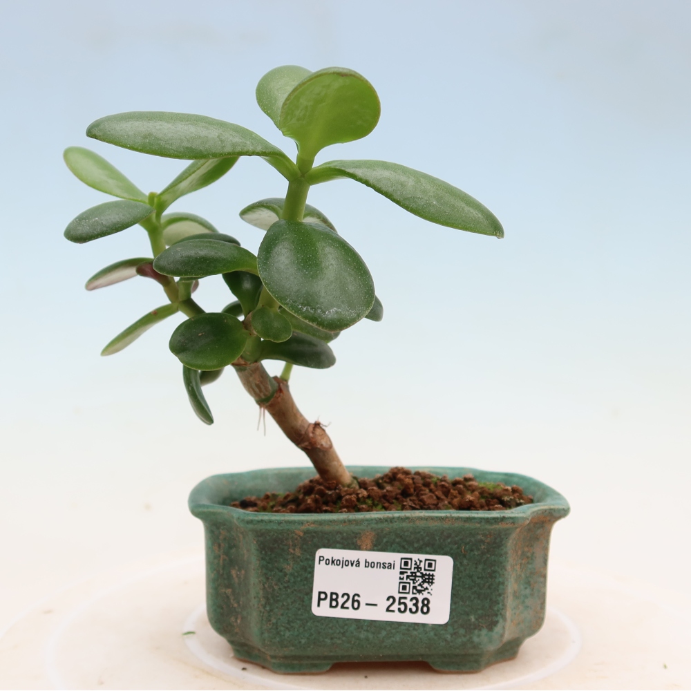 Room bonsai - Portulakaria Afra - Tlustice