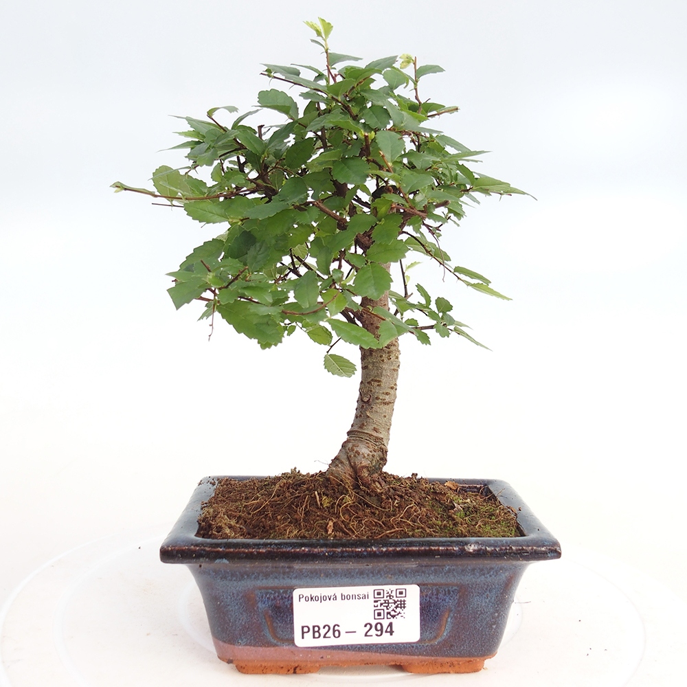 Room bonsai - Ulmus parvifolia - Small-leaved elm
