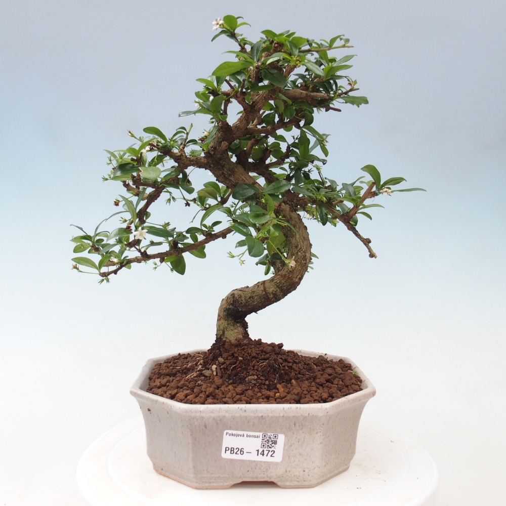 Indoor bonsai - Carmona macrophylla - Fuki tea