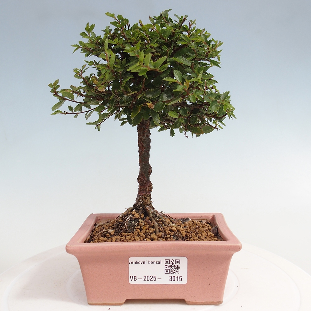 Outdoor bonsai - Ulmus parvifolia Sagei - Small-leaved elm