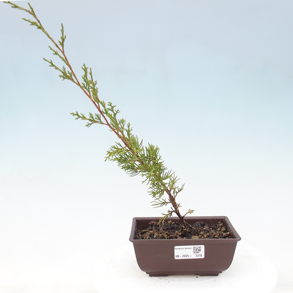 Outdoor bonsai - Juniperus chinensis Itoigawa - Chinese juniper