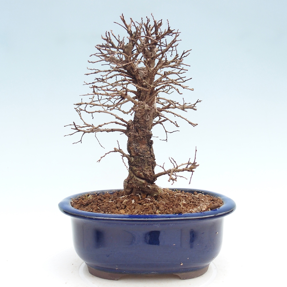 Outdoor bonsai - Zelkova - Zelkova NIRE