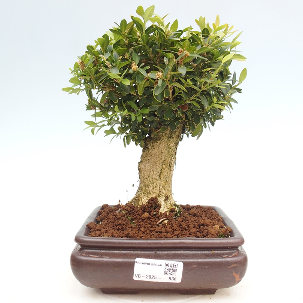 Outdoor bonsai - Buxus sempervirens - boxwood