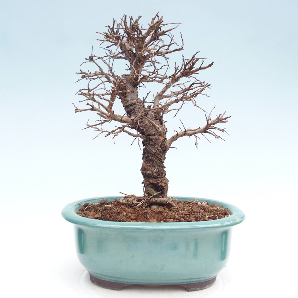 Outdoor bonsai - Zelkova - Zelkova NIRE