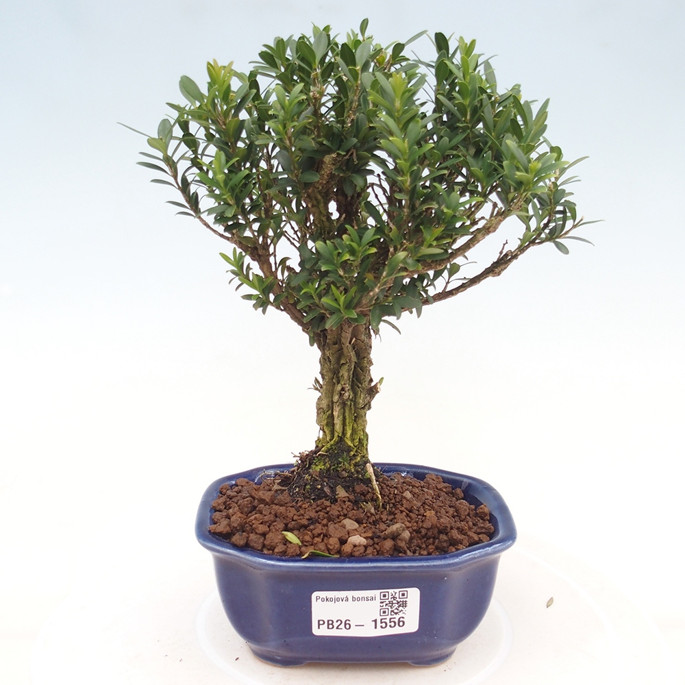 Room bonsai - Buxus harlandii - cork buxus