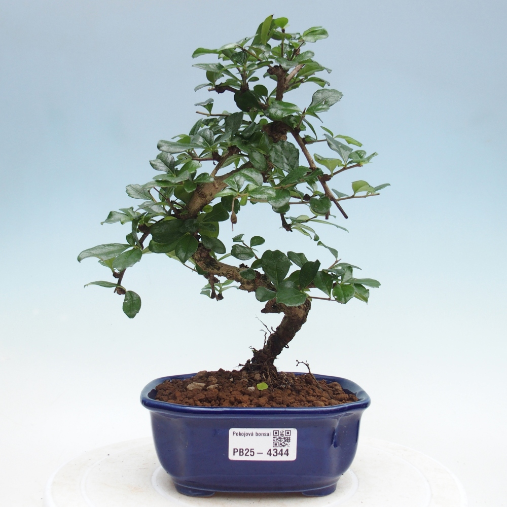 Room bonsai - Carmona macrophylla - Tea fuki
