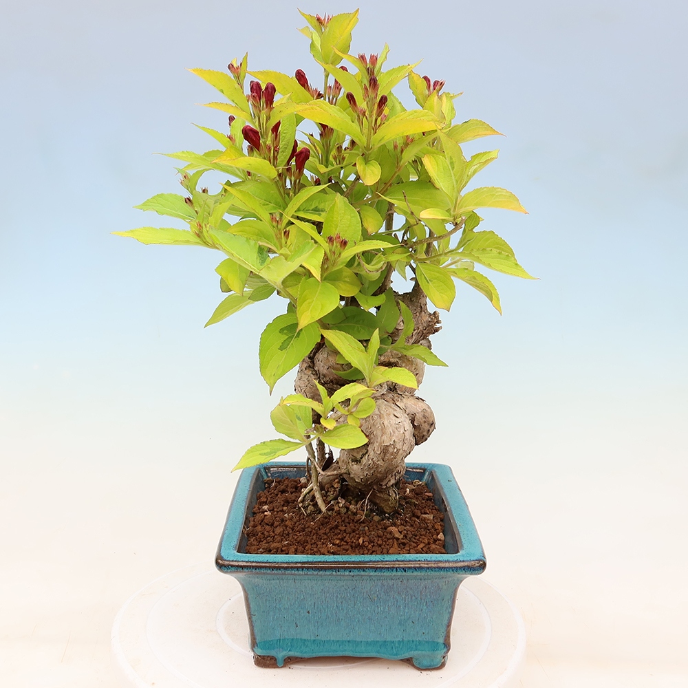 Outdoor Bonsai - Weigela subsessilis - Korean Weigela