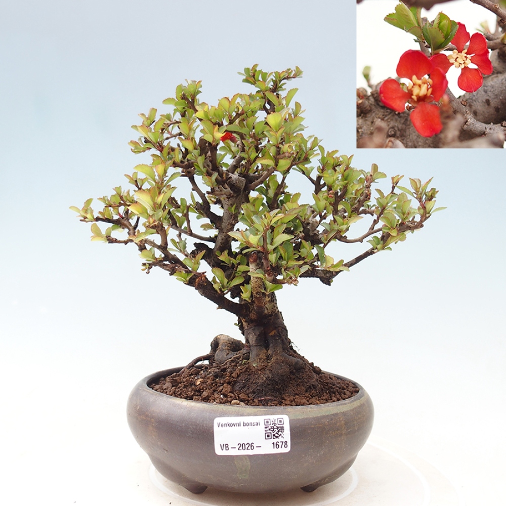 Outdoor bonsai - Chaneomeles speciosa - Quince