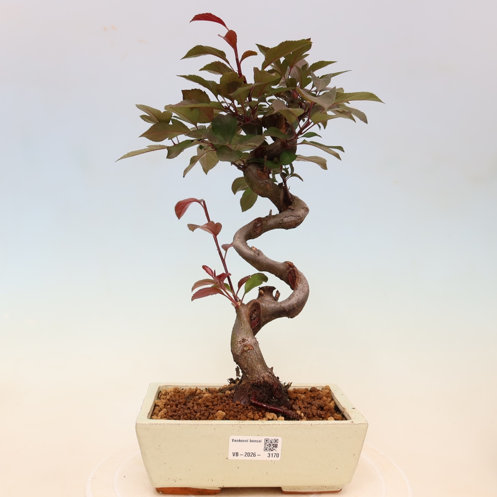Outdoor bonsai -Malus domestica - Small-fruited red-leaved apple tree