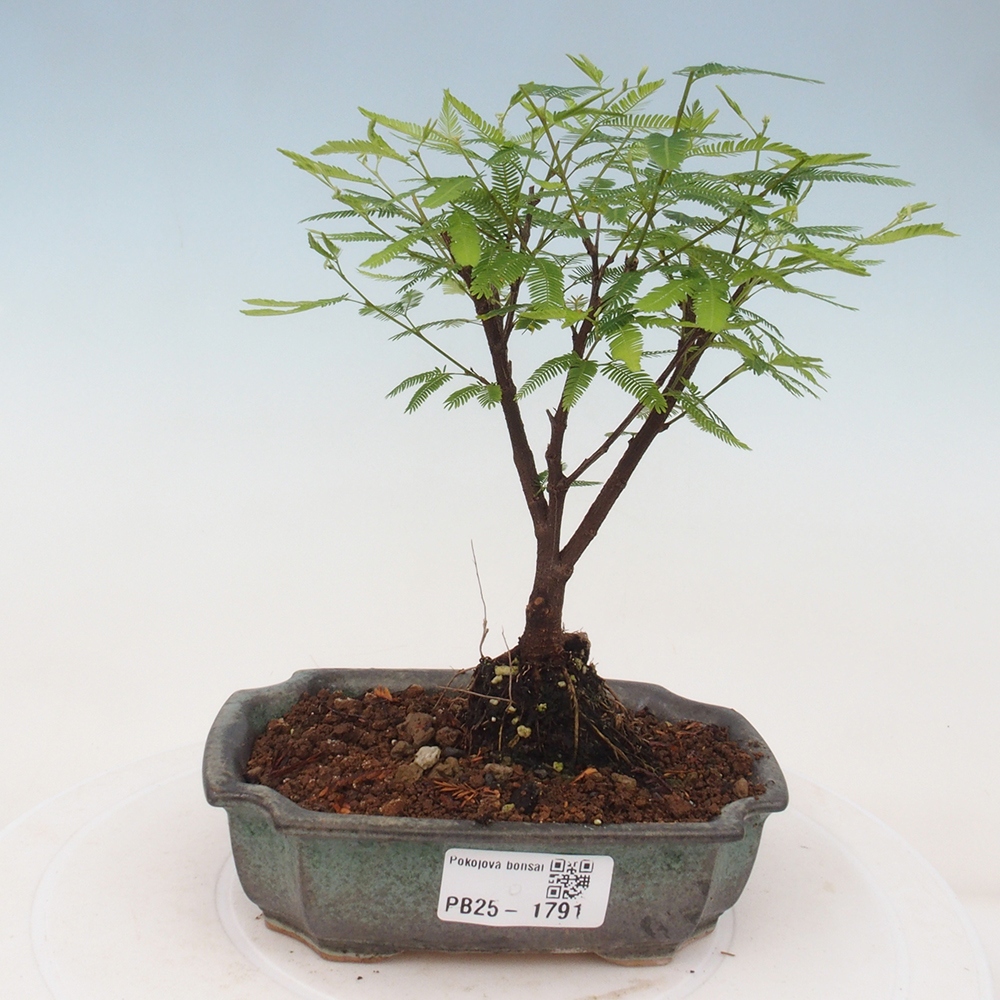Room bonsai-Calliandra surinamensis Dixie Pink -Kaliandra of Suria
