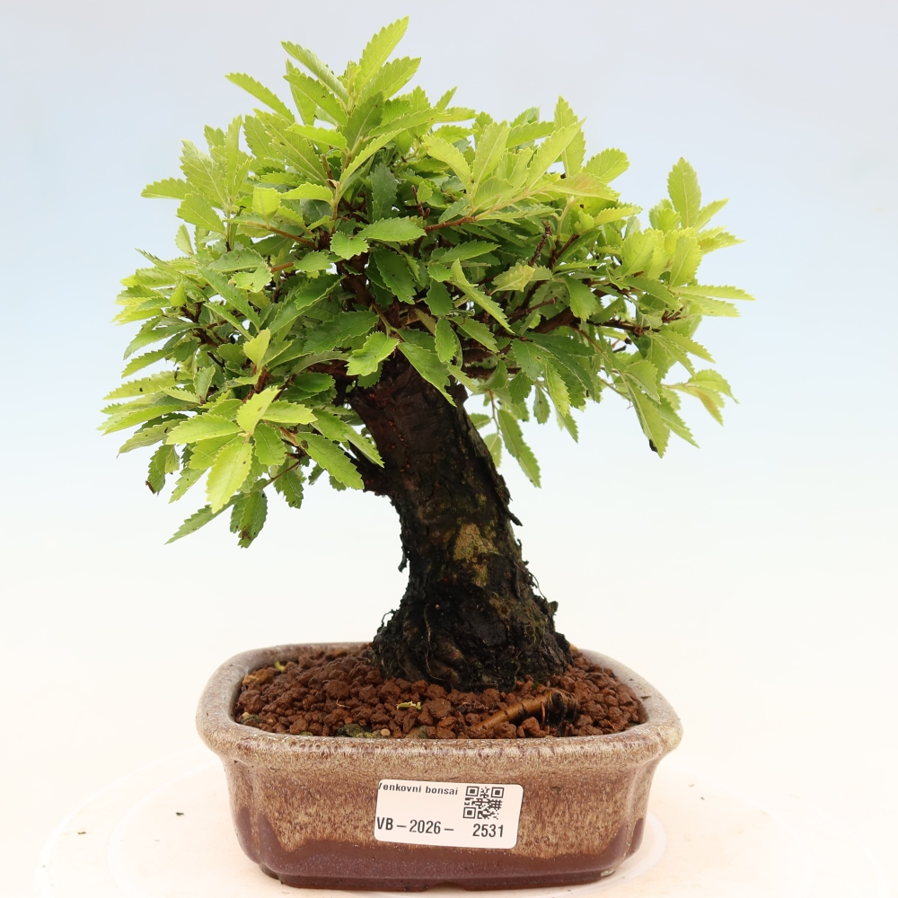 Outdoor bonsai - Zelkova - Zelkova NIRE