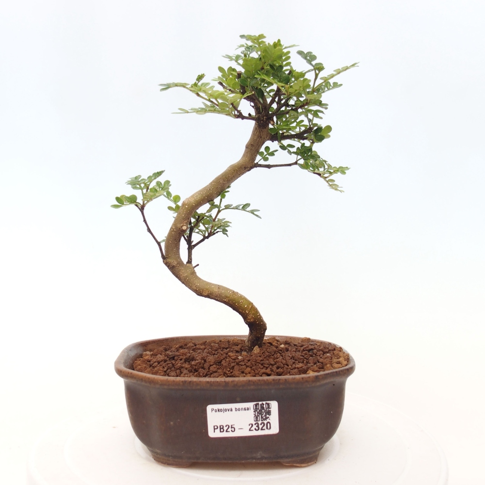 Indoor bonsai - Zantoxylum piperitum - Peppermint