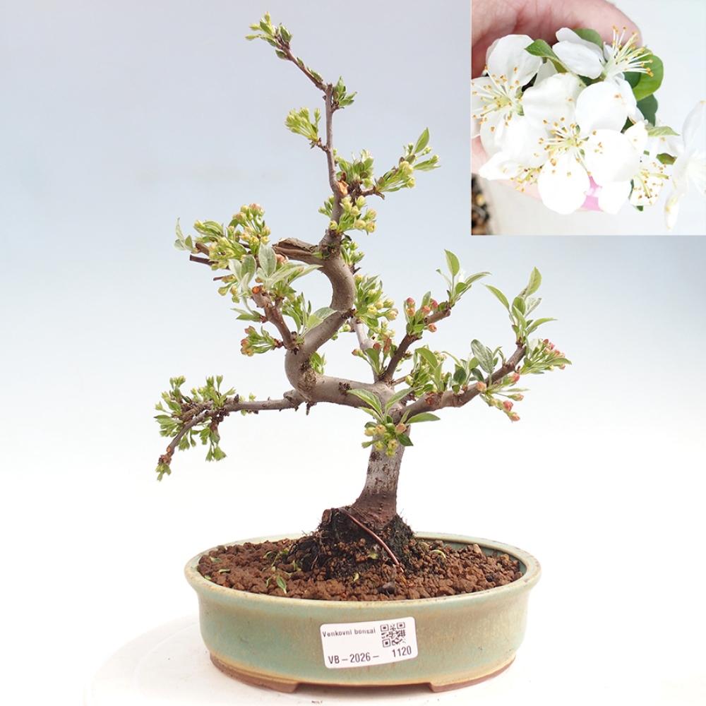 Outdoor bonsai - Malus sargentii - Small-fruited apple tree