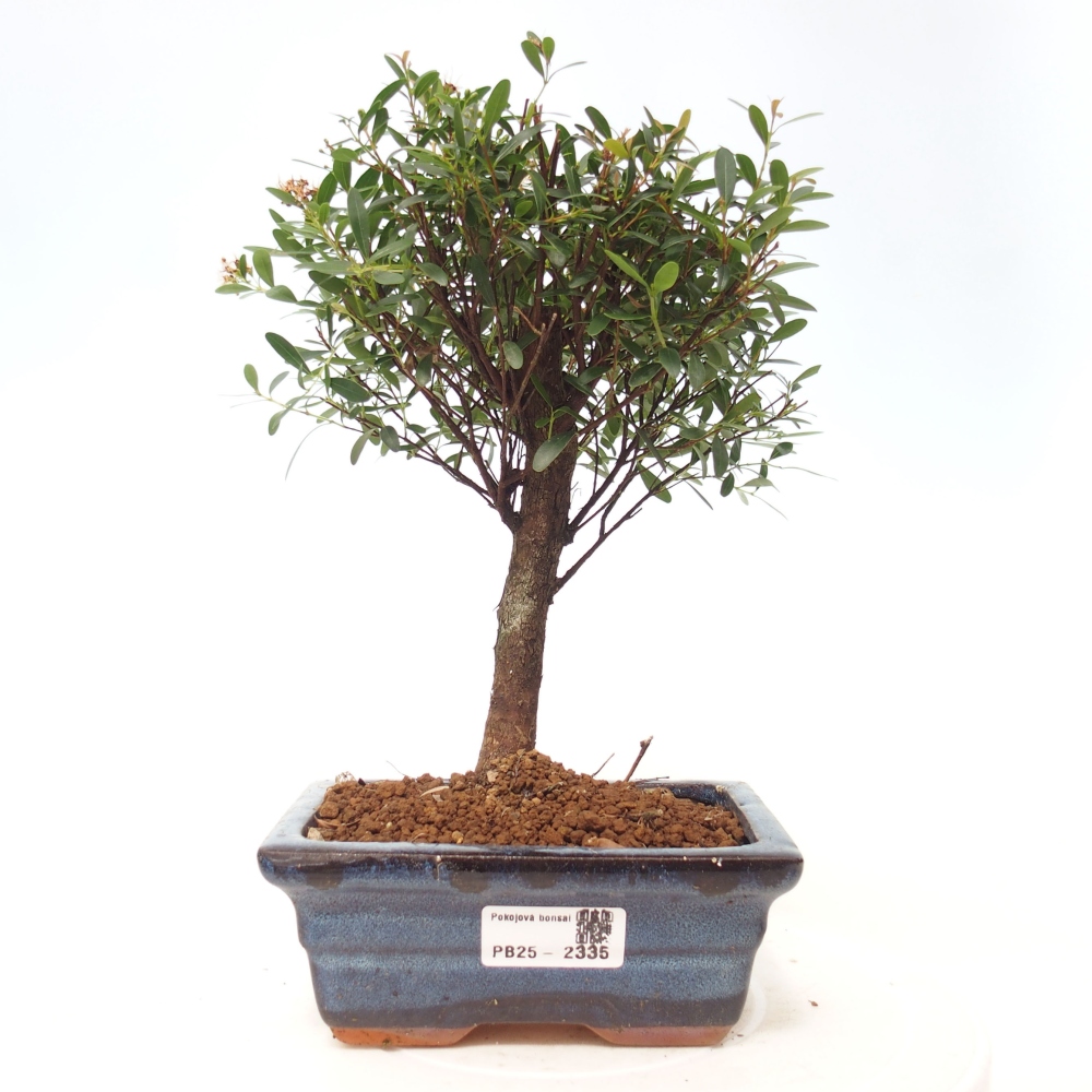 Room bonsai - Syzygium - Pimentovník