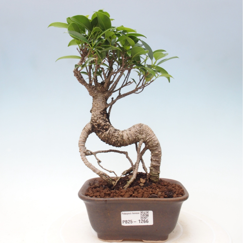 Indoor bonsai - Ficus retusa - small-leaved ficus