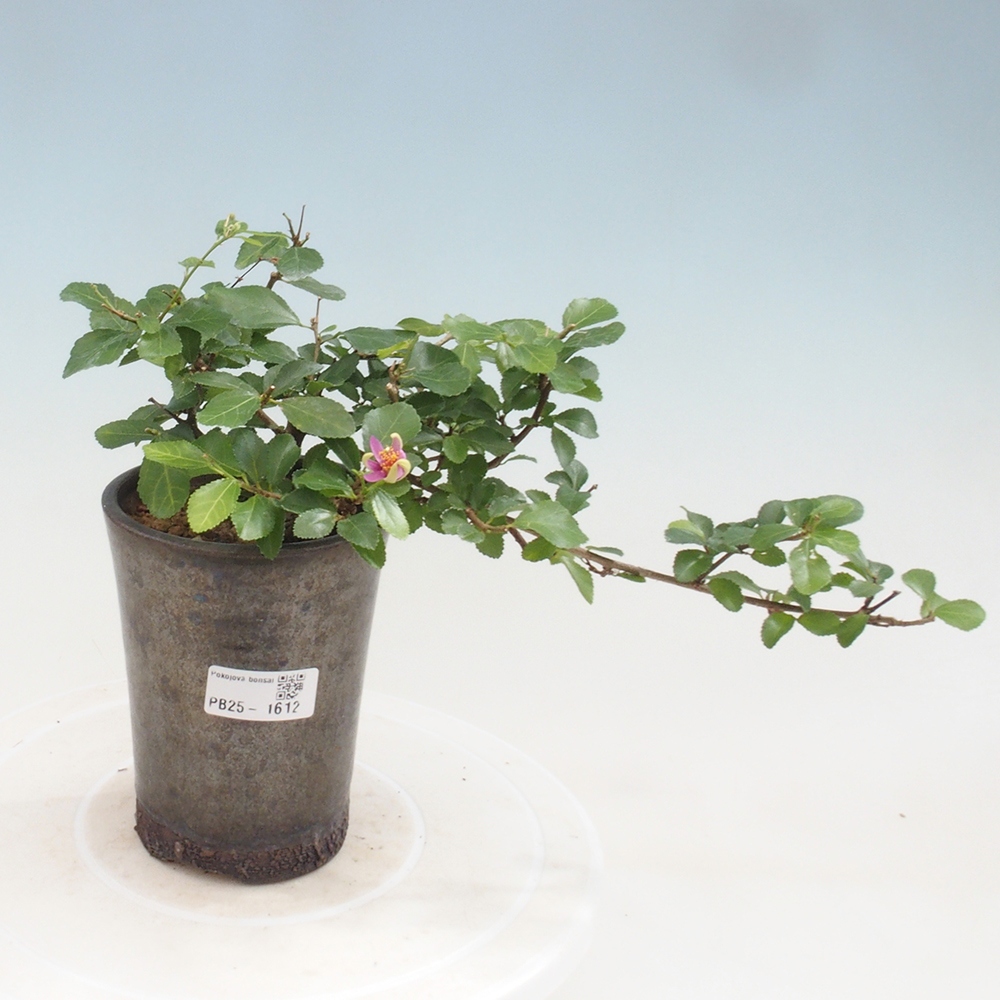 Indoor bonsai - Grewia occidentalis - Lavender star