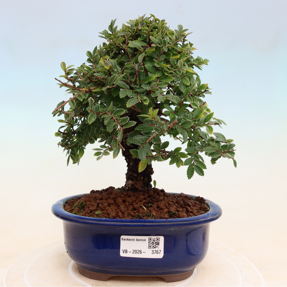Outdoor bonsai - Zelkova - Zelkova NIRE
