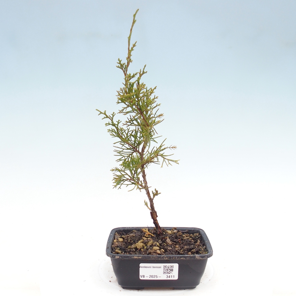 Outdoor bonsai - Juniperus chinensis Itoigawa