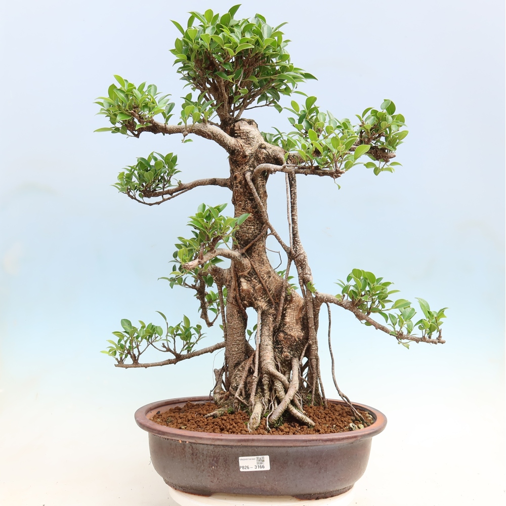 Room bonsai - Ficus kimmen - small-leaved ficus