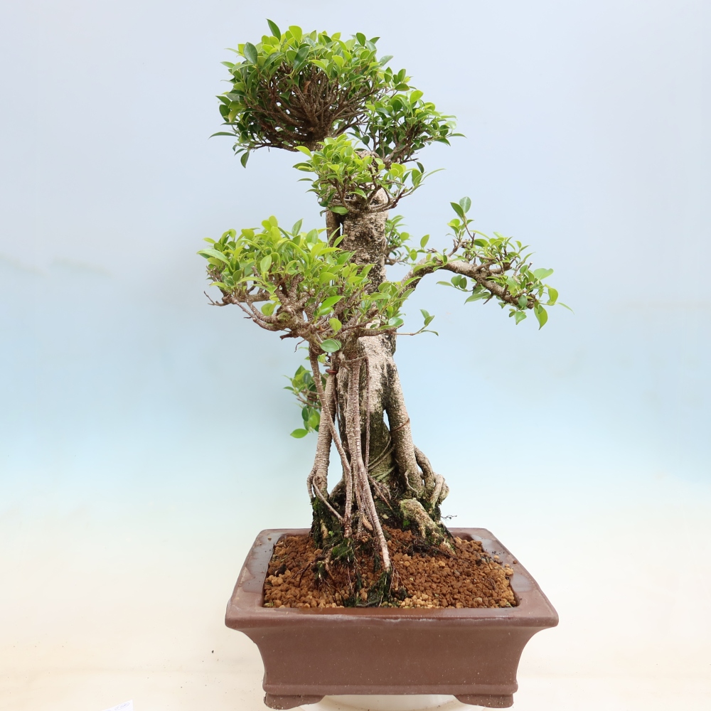 Room bonsai - Ficus kimmen - small-leaved ficus