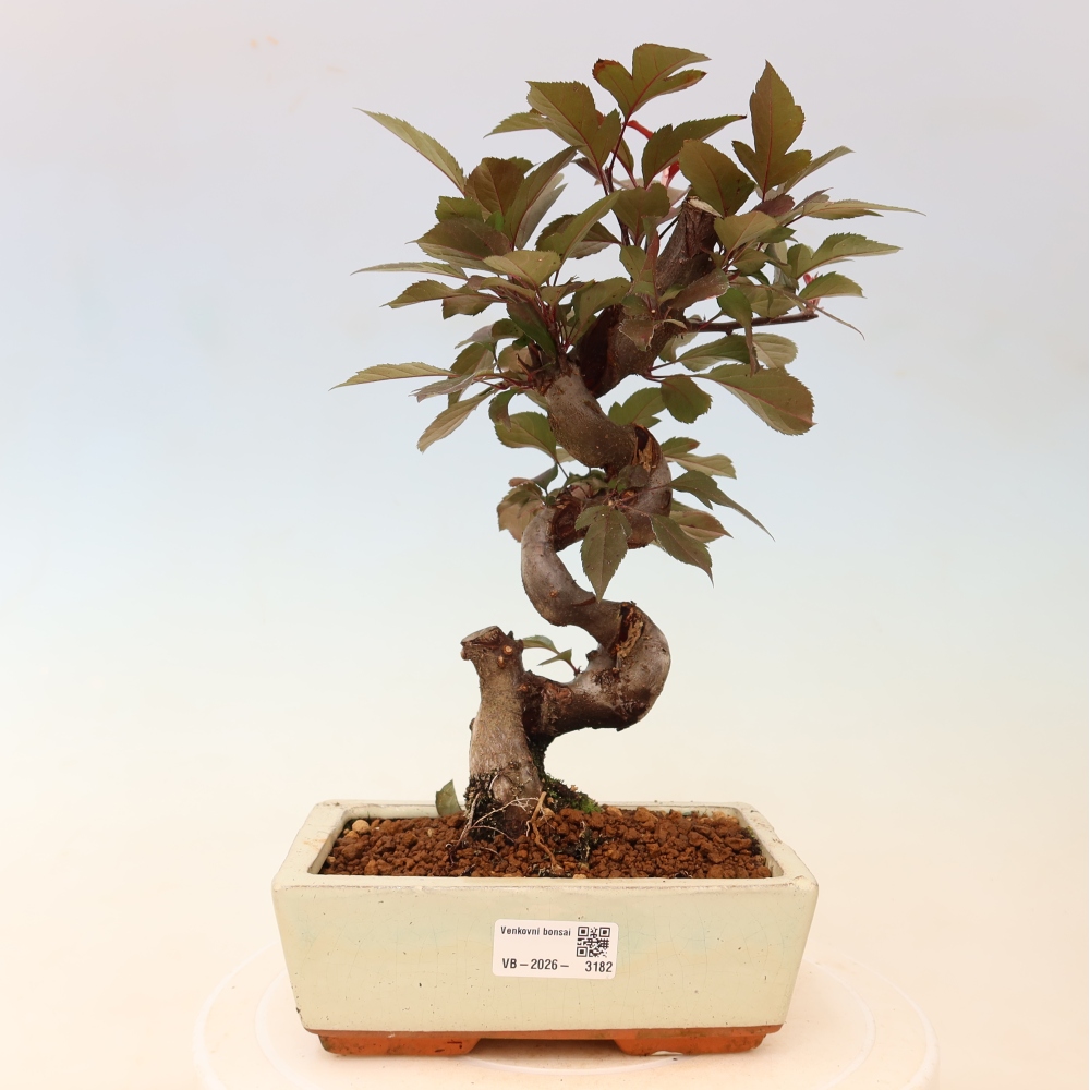 Outdoor bonsai -Malus domestica - Small-fruited red-leaved apple tree