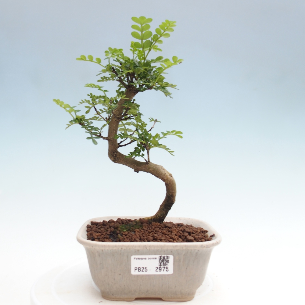 Indoor bonsai - Zantoxylum piperitum - Peppermint