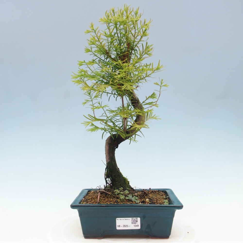 Outdoor bonsai - Metasequoia glyptostroboides - Chinese Metasequoia