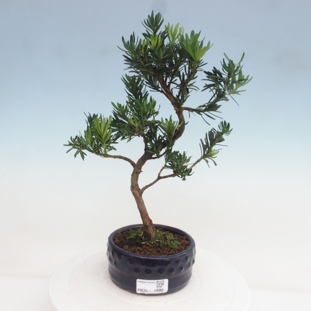 Indoor bonsai - Podocarpus - Stone thous
