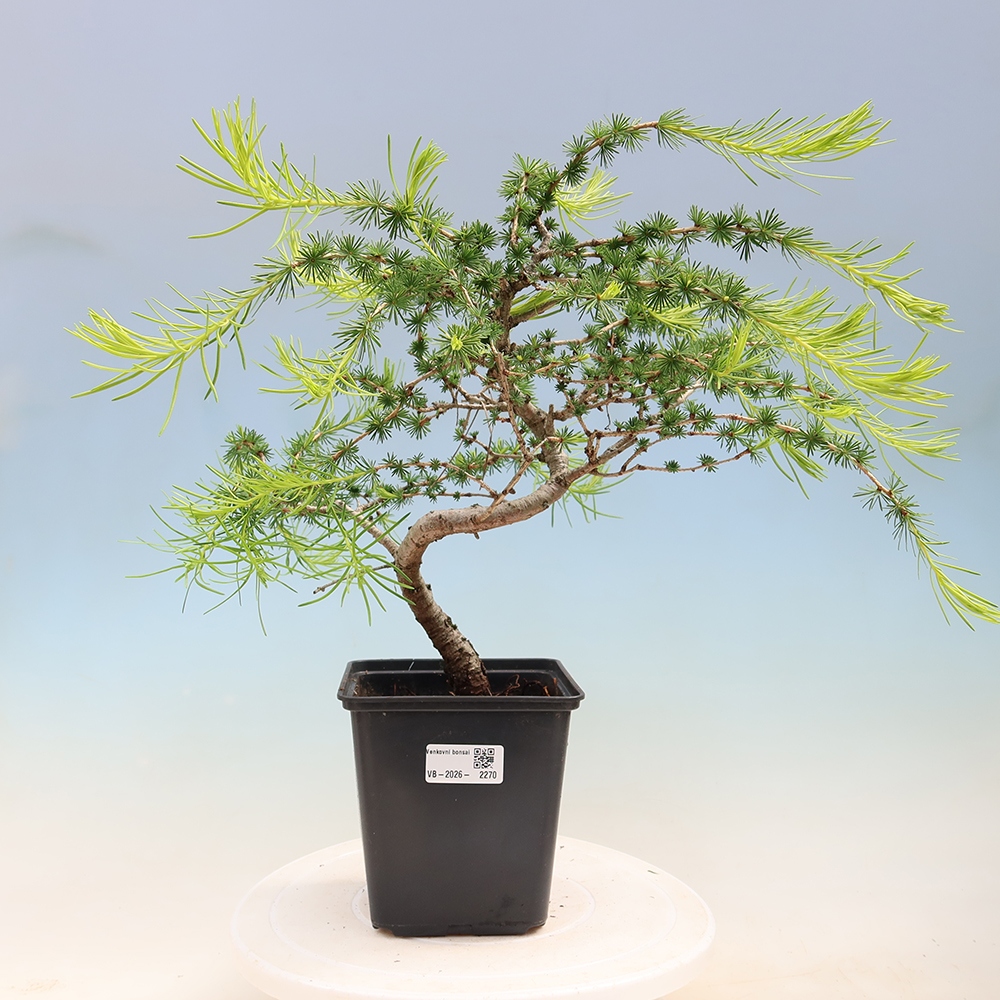 Outdoor bonsai -Larix decidua - Larch
