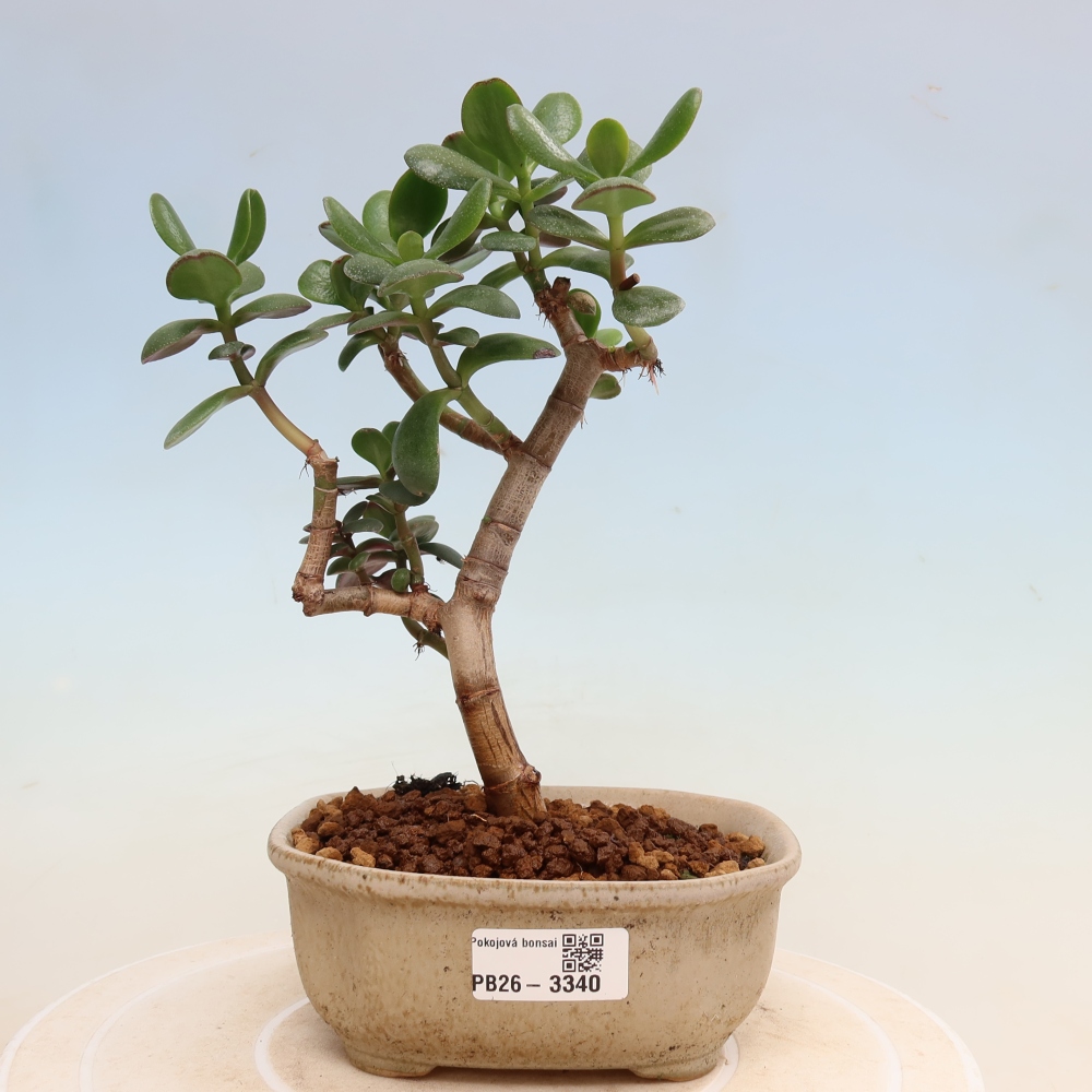 Indoor Bonsai - Jade Plant - Crassula ovata