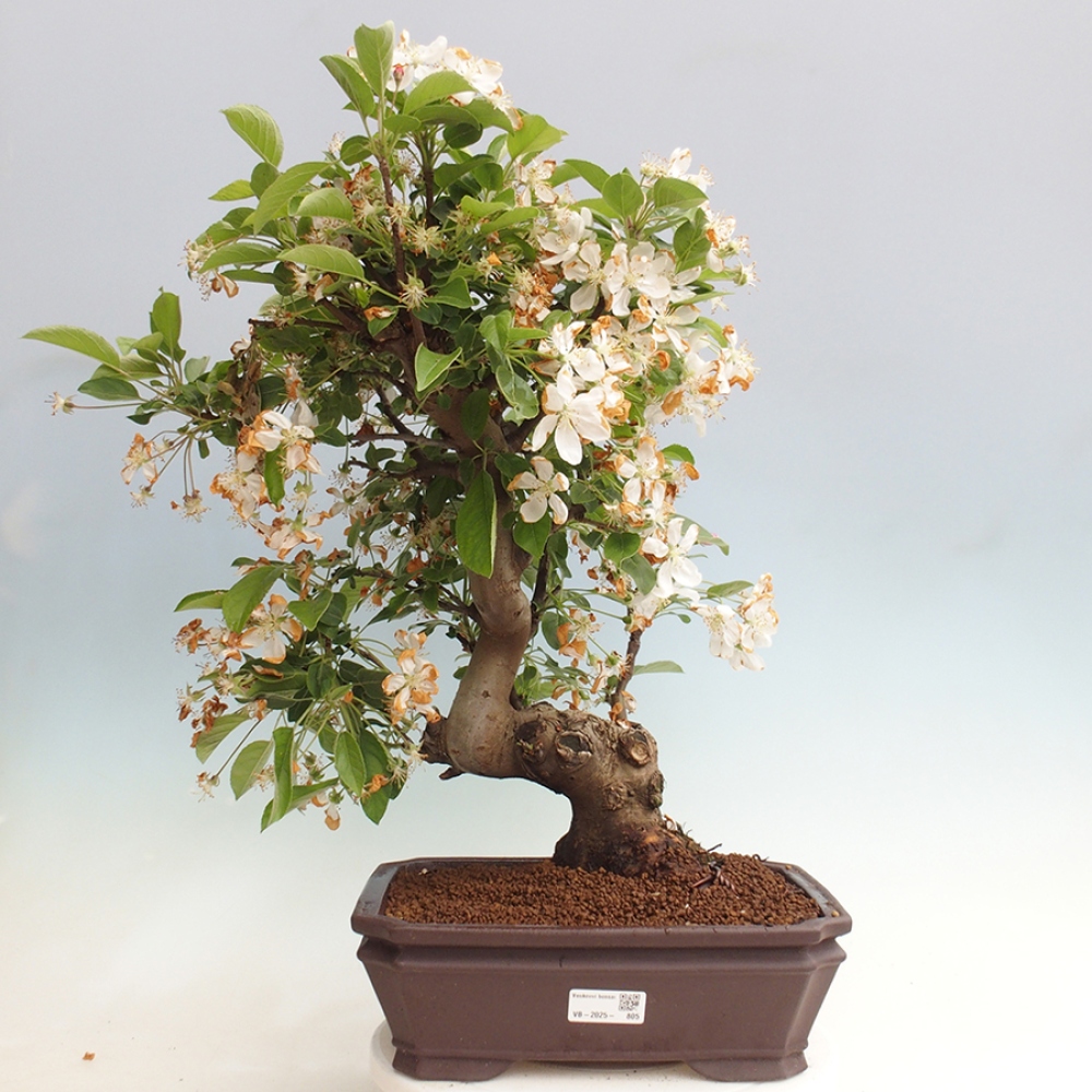 Outdoor bonsai - Malus halliana - Small-fruited apple tree