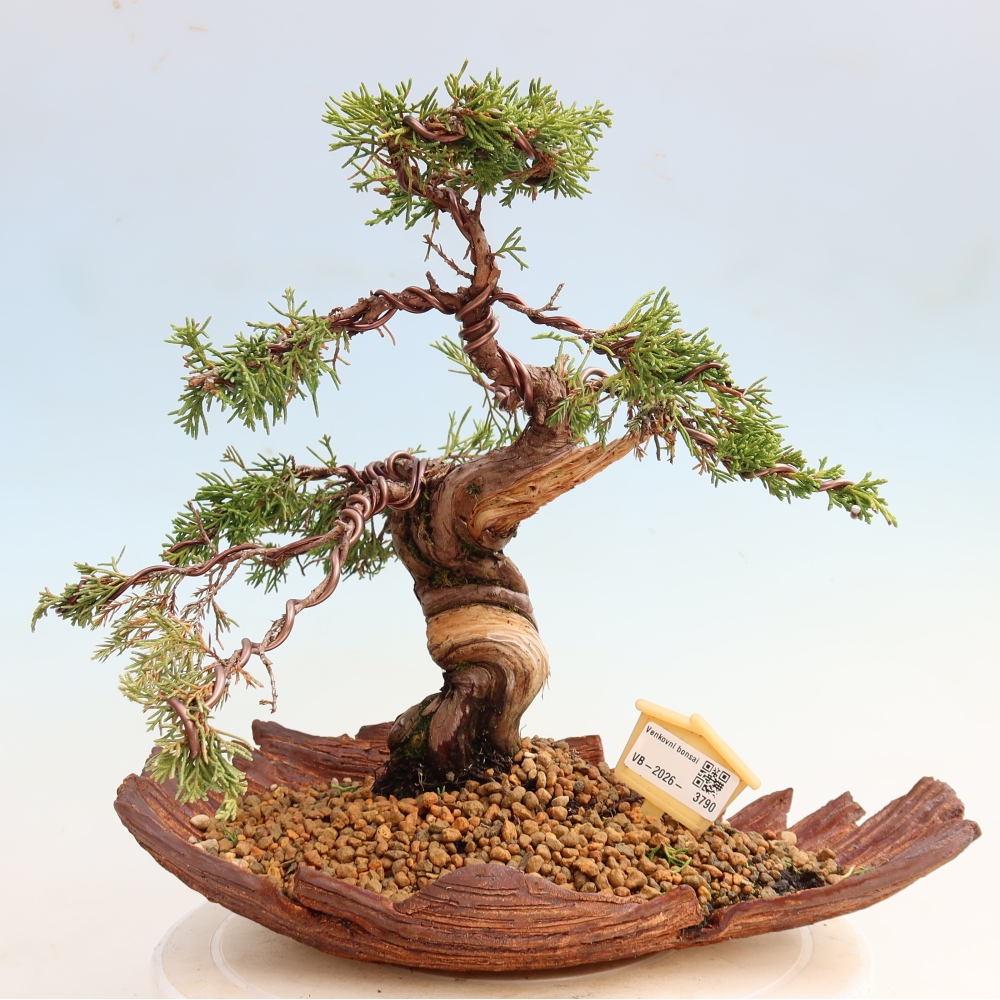 Outdoor Bonsai - Juniperus chinensis Itoigawa - Chinese Juniper