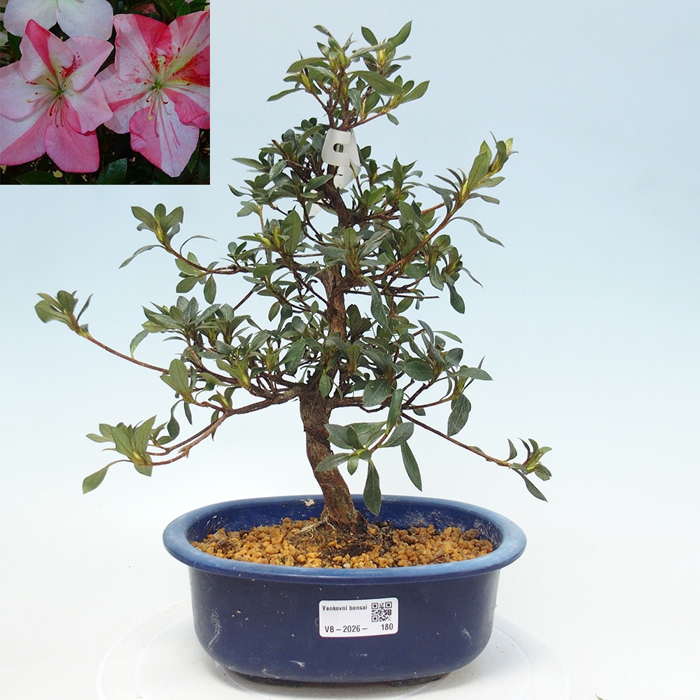 Outdoor bonsai - Japanese Azalea - Azalea Shinsei