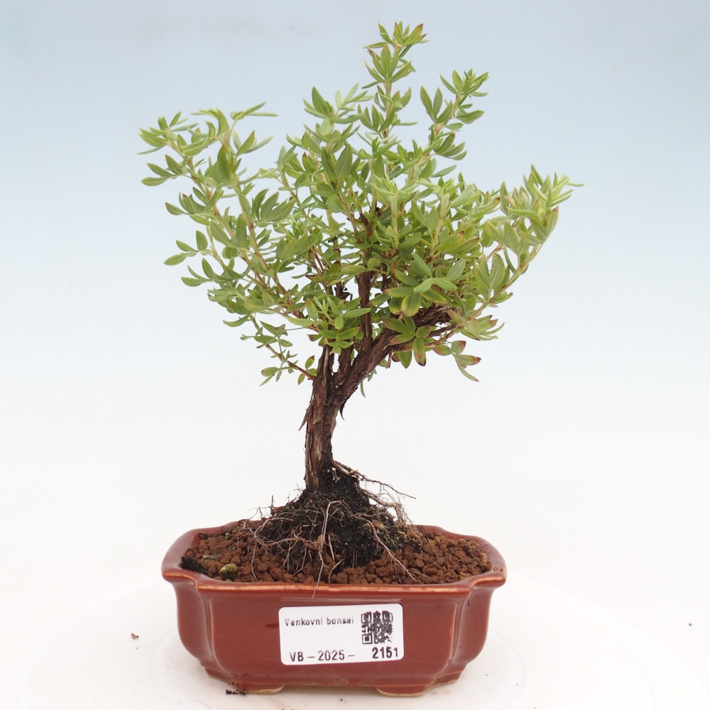 Outdoor bonsai-Cinquefoil - Potentila fruticosa yellow Bird
