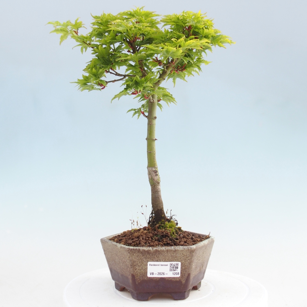 Outdoor bonsai -Javor palm Acer palmatum Shishigashira