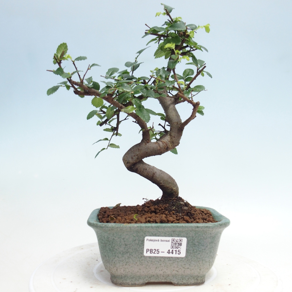 Room bonsai - Ulmus parvifolia - Small-leaved elm