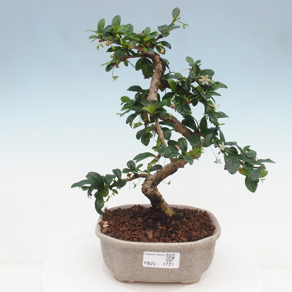 Indoor bonsai - Carmona macrophylla - Fuki tea