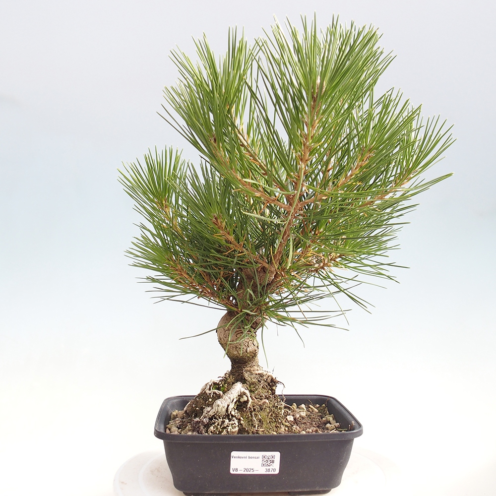 Outdoor bonsai - Pinus thunbergii - Thunberg pine