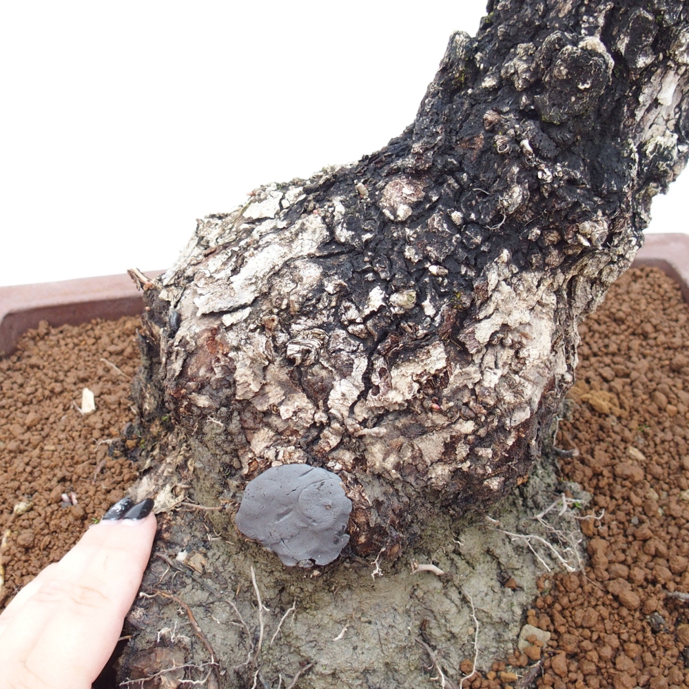 Yamadori - Quercus Ilex - Oak holly