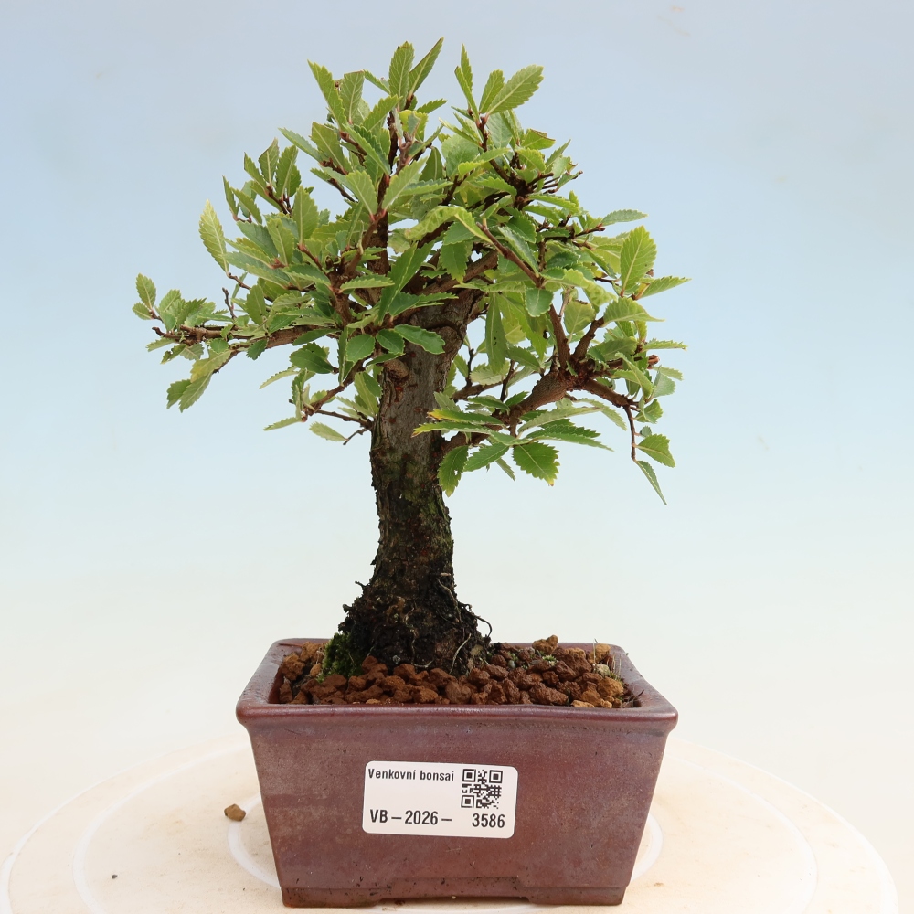 Outdoor bonsai - Zelkova - Zelkova NIRE